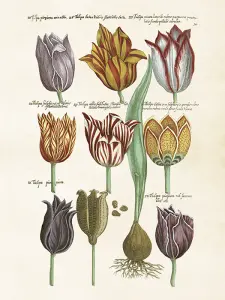 Plakat - Vintage - Tulipaner - 18 x 24 cm - www.frokenfraken.se