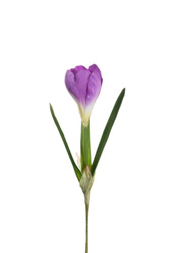 Krokus - Blå - 22 cm - www.frokenfraken.se