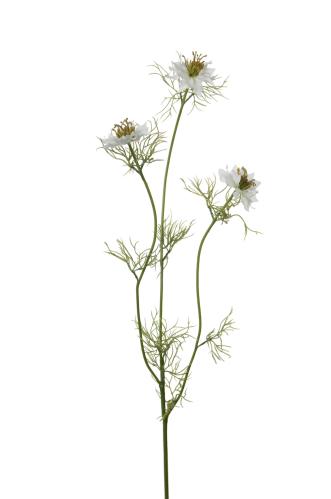 Nigella - Hvit - 60 cm - www.frokenfraken.se
