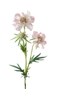 Scabiosa - Rosa - 70 cm - www.frokenfraken.se