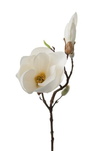 Magnolia - Hvit - 40 cm - www.frokenfraken.se