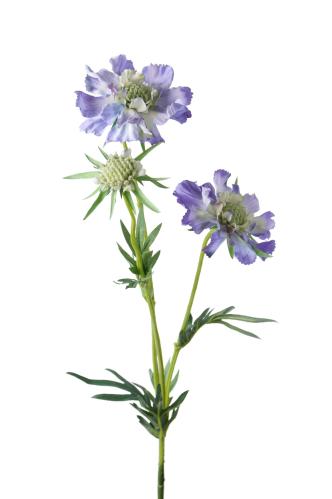 Scabiosa - Blå - 70 cm - www.frokenfraken.se