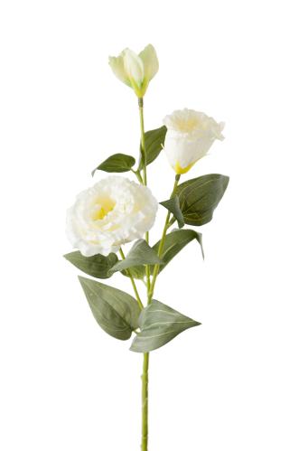 Præriebjelle - Hvit - 65 cm - www.frokenfraken.se
