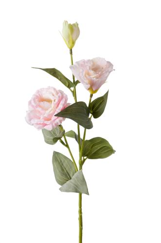 Prærieklokke - Rosa - 65 cm - www.frokenfraken.se