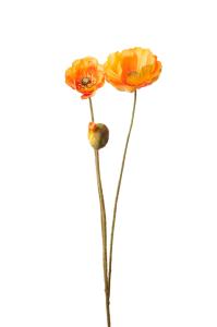 Valmue - Oransje - 75 cm - www.frokenfraken.se
