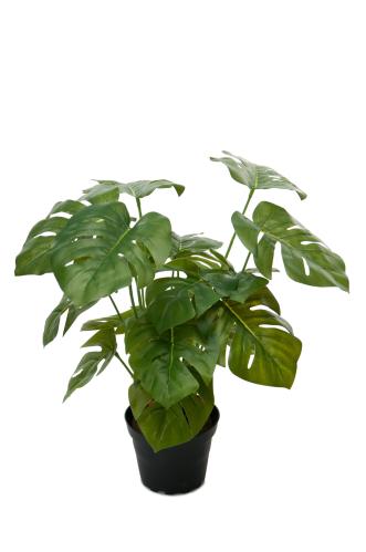 Monstera - Grønn - 30 cm - www.frokenfraken.se