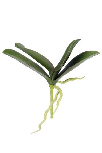 Phalaenopsis blad - Grønn - 18 cm - www.frokenfraken.se