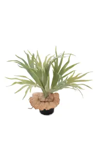 Elghornsbregne - Grønn - 30 cm - www.frokenfraken.se