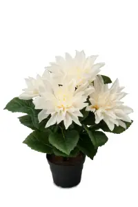 Dahlia - Hvit - 30 cm - www.frokenfraken.se