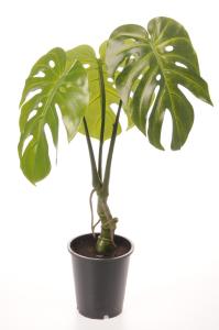 Monstera - Grønn - 60 cm - www.frokenfraken.se