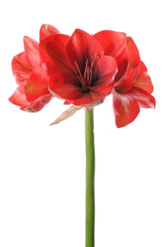 Amaryllis - Rød - 75 cm - www.frokenfraken.se