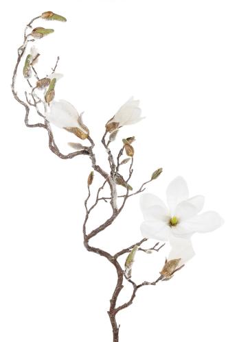 Magnolia med potte - Hvit - 140 cm - www.frokenfraken.se