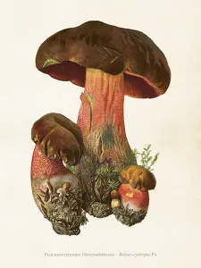 Plakat - Vintage - Blodsopp - 18 x 24 cm - www.frokenfraken.se