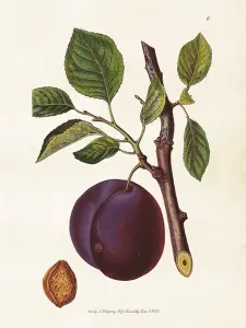 Plakat - Vintage - Plomme - 18 x 24 cm - www.frokenfraken.se