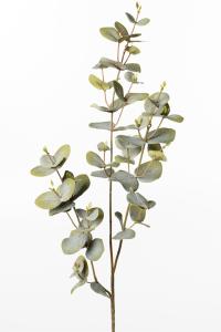 Eukalyptus - Grønn - 70 cm - www.frokenfraken.se