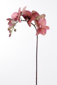 Phalaenopsis - Rød - 60 cm - www.frokenfraken.se