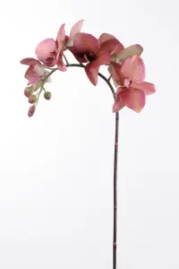 Phalaenopsis - Rød - 60 cm - www.frokenfraken.se