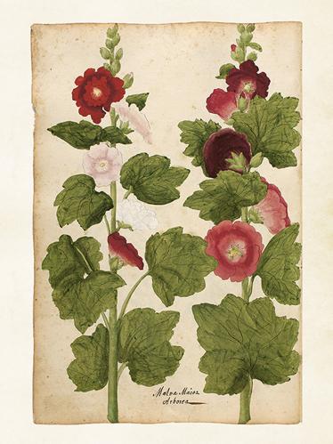 Plakat - Vintage - Malva - 18 x 24 cm - www.frokenfraken.se