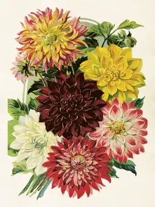 Plakat - Vintage - Dahlia - 18 x 24 cm - www.frokenfraken.se