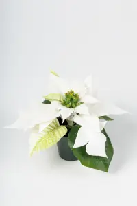 Julestjerne - 10 cm - www.frokenfraken.se