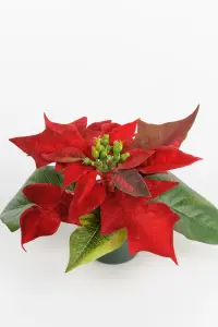 Julestjerne - Rød - 10 cm - www.frokenfraken.se