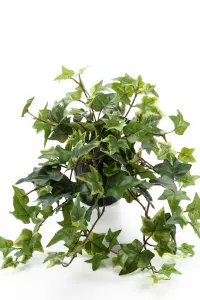 Eføy - Grønn - 25 cm - www.frokenfraken.se