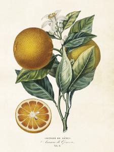 Plakat - Vintage - Appelsin - 18 x 24 cm - www.frokenfraken.se