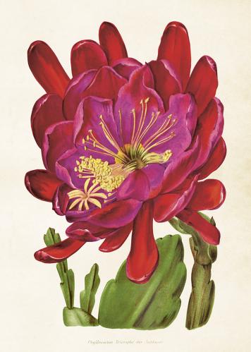 Plakat - Vintage - Naggad - bladkaktus - 50 x 70 cm - www.frokenfraken.se