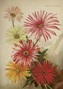 Plakat – Gerbera – 50 x 70 cm - www.frokenfraken.se