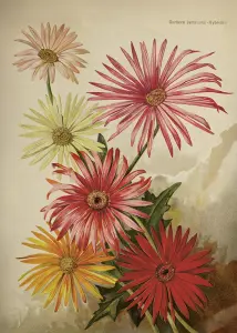 Plakat – Gerbera – 50 x 70 cm - www.frokenfraken.se