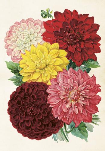 Plakat - Vintage - Dahlia - 35 x 50 cm - www.frokenfraken.se