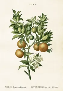 Plakat - Vintage - Pomerans - 35 x 50 cm - www.frokenfraken.se