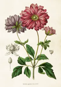 Plakat - Vintage - Anemon - 35 x 50 cm - www.frokenfraken.se