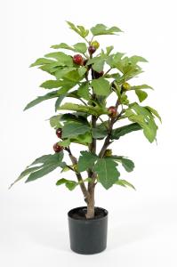 Fiken - Grønn - 65 cm - www.frokenfraken.se