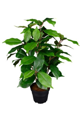 Fikus Benjamin - Grønn - 40 cm - www.frokenfraken.se