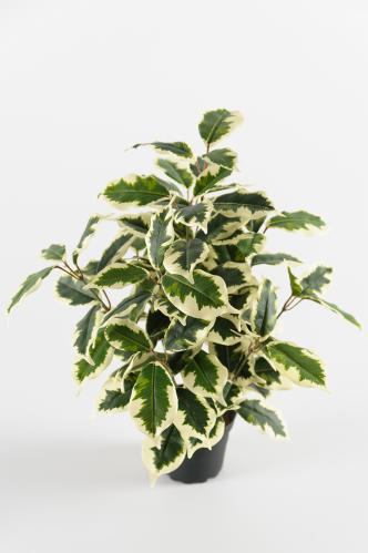 Ficus Variegata - Grønn - 40 cm - www.frokenfraken.se