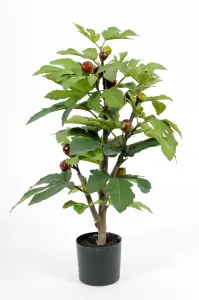 Fiken - Grønn - 65 cm - www.frokenfraken.se