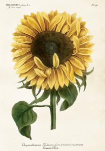 Plakat - Vintage - Solros - 35 x 50 cm - www.frokenfraken.se