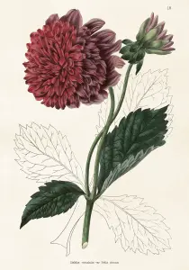 Plakat - Vintage - Dahlia - 70 x 100 cm - www.frokenfraken.se