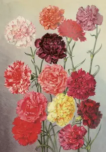 Plakat - Vintage - Trädgårdsnejlika - 35 x 50 cm - www.frokenfraken.se