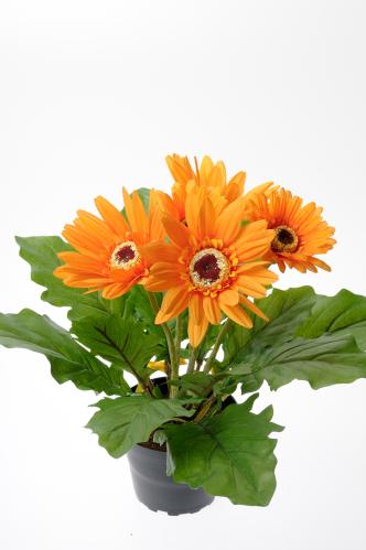 Gerbera - Oransje - 30 cm - www.frokenfraken.se
