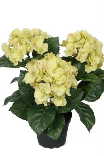 Hortensia - Grønn - 30 cm - www.frokenfraken.se