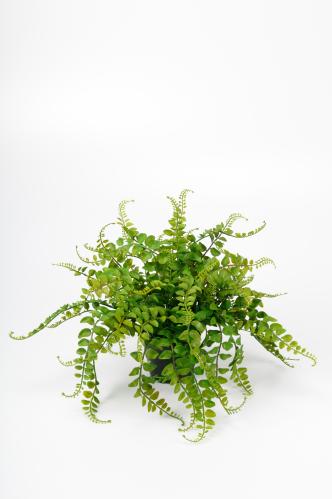 Bregne - Grønn - 25 cm - www.frokenfraken.se