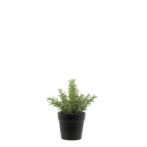 Rosmarin i potte – 24 cm - www.frokenfraken.se