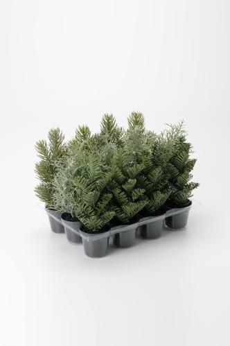 Miniplanter - 1 stk - 20 cm - www.frokenfraken.se