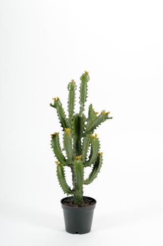 Kaktus - Grønn - 70 cm - www.frokenfraken.se