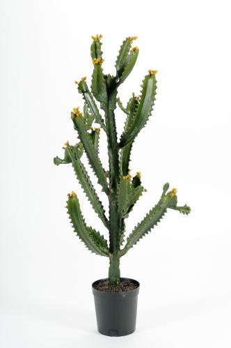 Kaktus - Grønn - 97 cm - www.frokenfraken.se