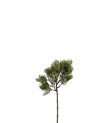 Cypresskvist - Grønn - 45 cm - www.frokenfraken.se
