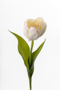 Tulipan - Hvit - 36 cm - www.frokenfraken.se