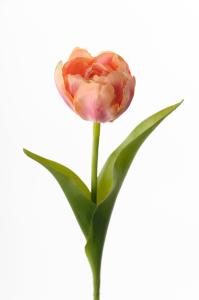 Tulipan - Oransje - 36 cm - www.frokenfraken.se
